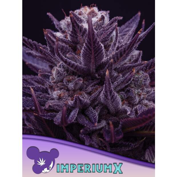 Anesia Seeds Imperium X 5 Stk feminisiert