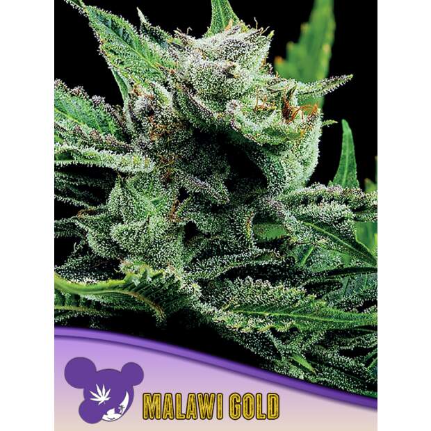 Anesia Seeds Malawi Gold 3 pcs feminised