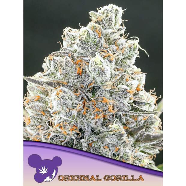 Anesia Seeds Original Gorilla #4 3 pcs feminised