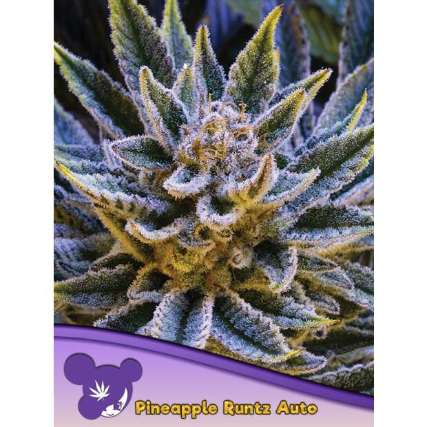 Anesia Seeds Pineapple Runtz Auto 3 Stk feminisiert