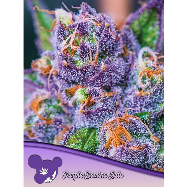 Anesia Seeds Purple Domina Auto 3 pcs feminised