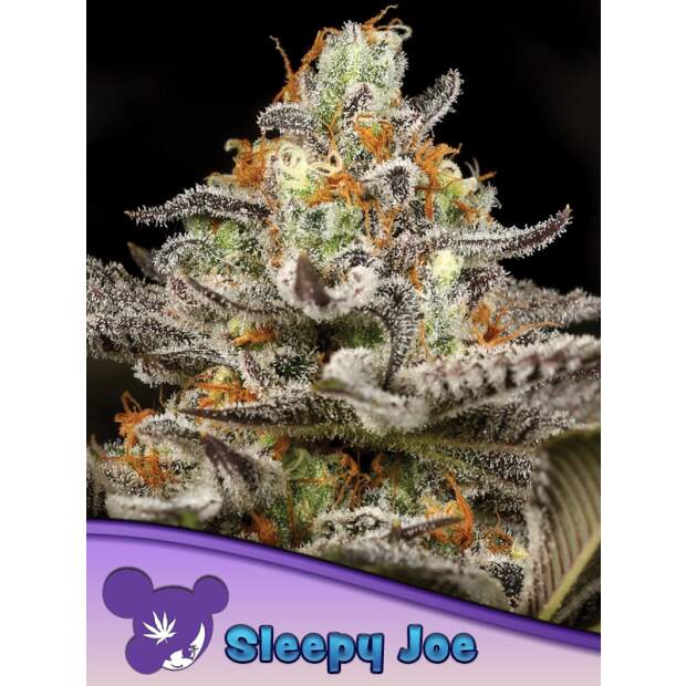 Anesia Seeds Sleepy Joe 3 Stk feminisiert