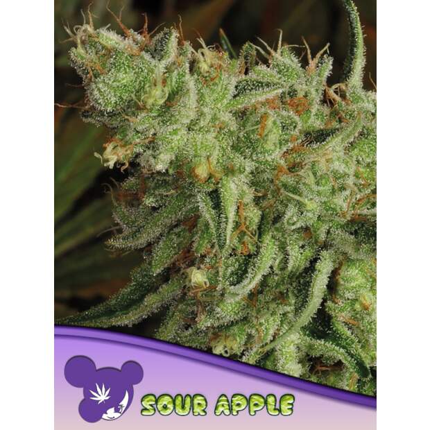 Anesia Seeds Sour Apple 3 Stk feminisiert