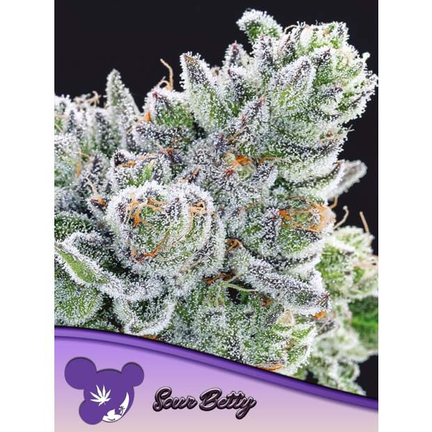 Anesia Seeds Sour Betty 3 Stk feminisiert