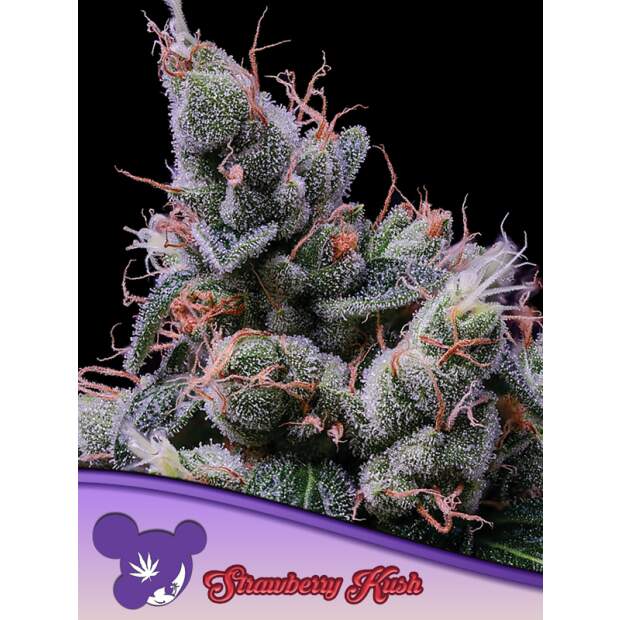 Anesia Seeds Strawberry Kush 5 Stk feminisiert