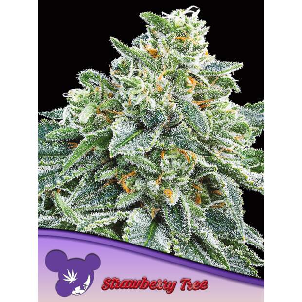 Anesia Seeds Strawberry Tree 5 Stk feminisiert