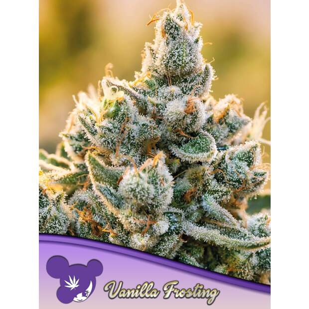 Anesia Seeds Vanilla Frosting 3 Stk feminisiert