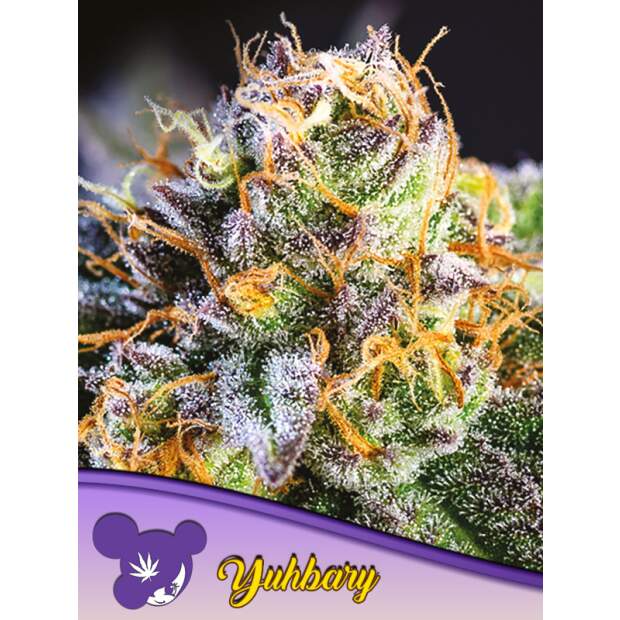 Anesia Seeds Yuhbary 3 Stk feminisiert