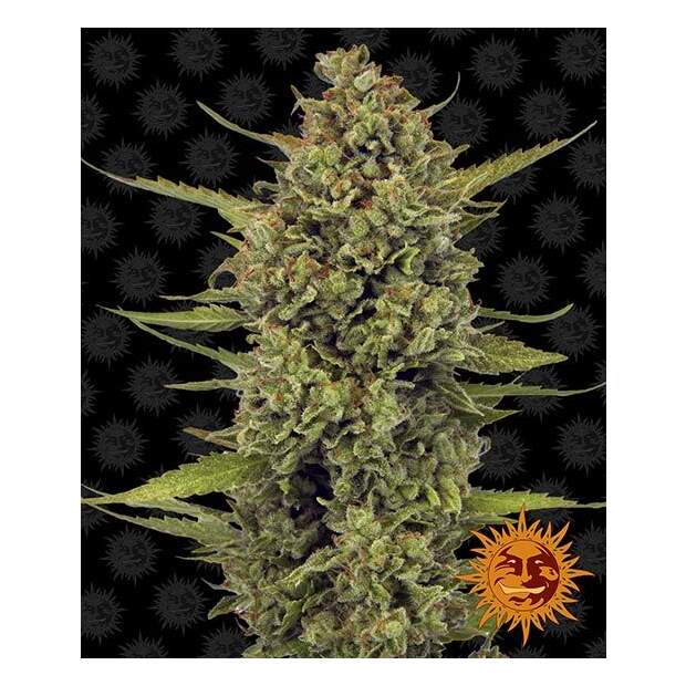 Barneys Farm Acapulco Gold 3 Stk feminisiert