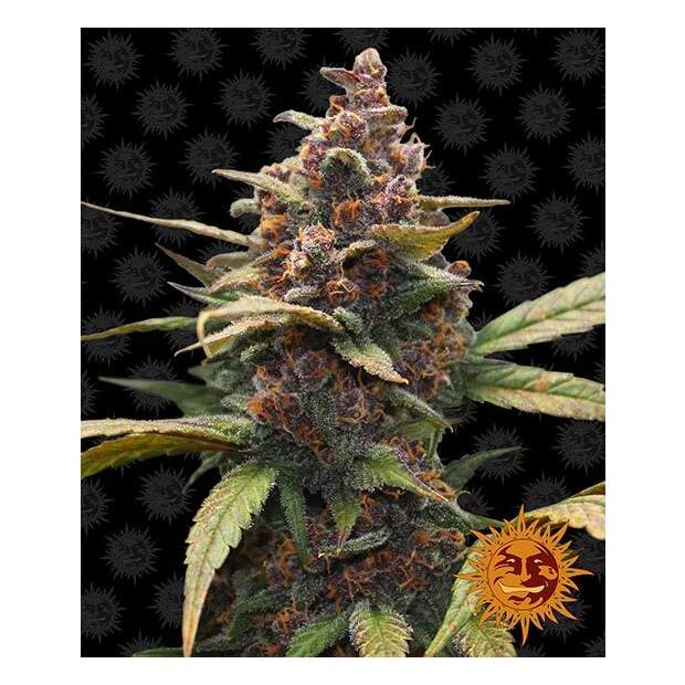 Barneys Farm Ayahuasca Purple 3 pcs feminised