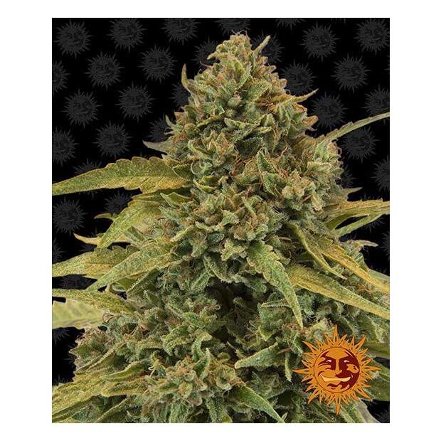 Barneys Farm Bad Azz Kush 10 Stk feminisiert