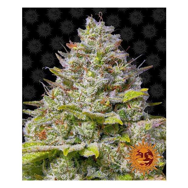 Barneys Farm Blue Gelato 41 3 pcs feminised