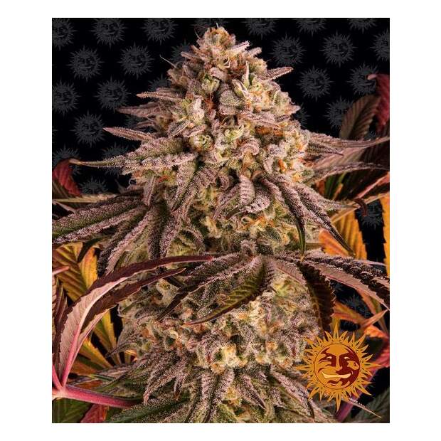 Barneys Farm Blue Sunset Sherbert 10 Stk feminisiert