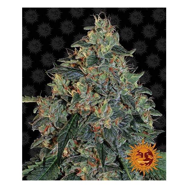 Barneys Farm Blueberry OG 5 pcs feminised