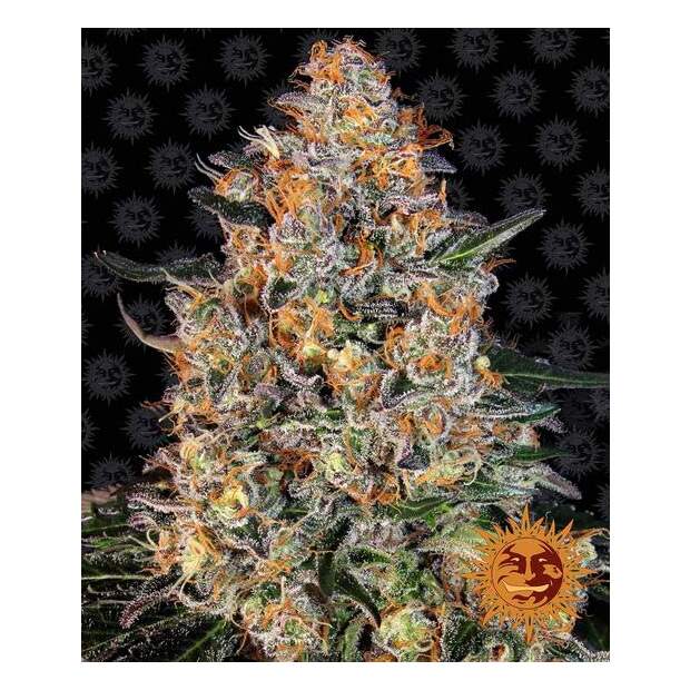 Barneys Farm Bubba Kush 3 pcs feminised