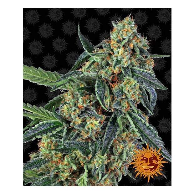 Barneys Farm Cookies Kush 3 Stk feminisiert