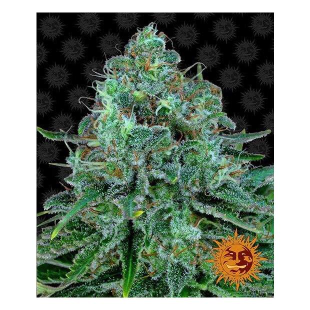 Barneys Farm Critical Kush 3 Stk feminisiert