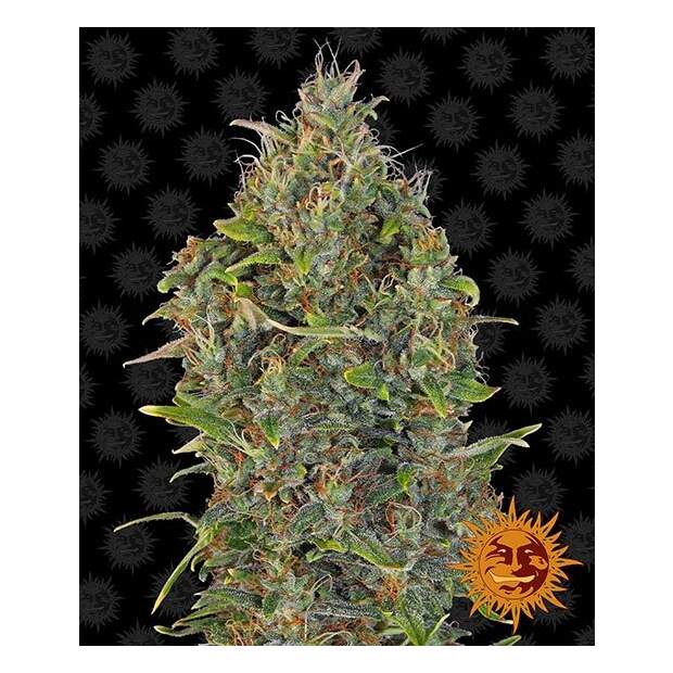 Barneys Farm Critical Kush Auto 3 pcs feminised