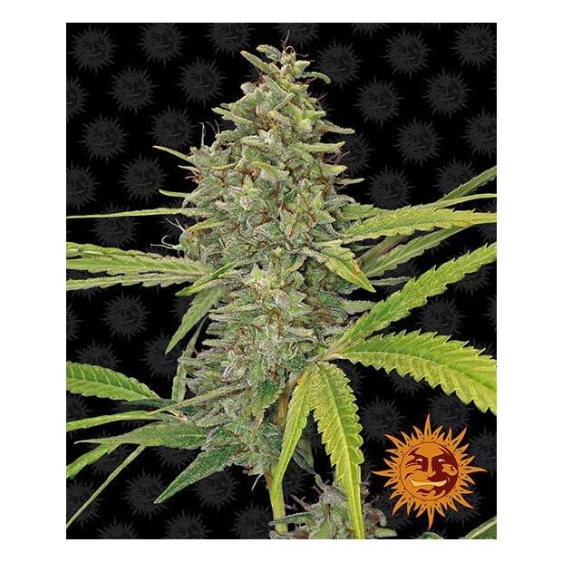 Barneys Farm G13 Haze 3 Stk feminisiert