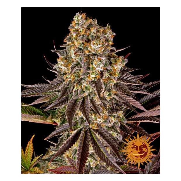 Barneys Farm Gelato #45 5 Stk feminisiert