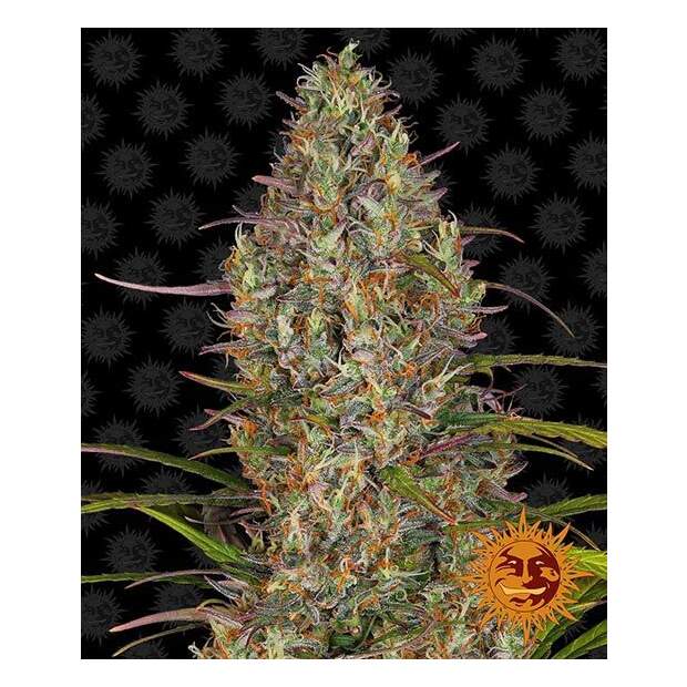 Barneys Farm Glue Gelato Auto 5 pcs feminised