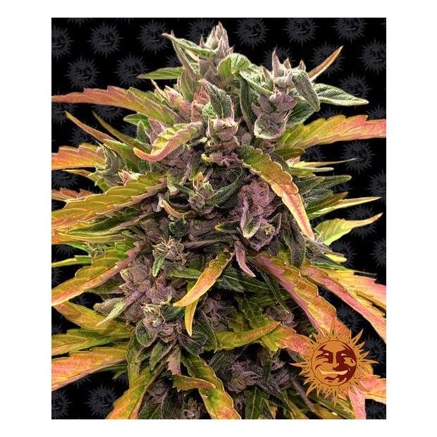 Barneys Farm Gorilla Glue Auto 3 pcs feminised