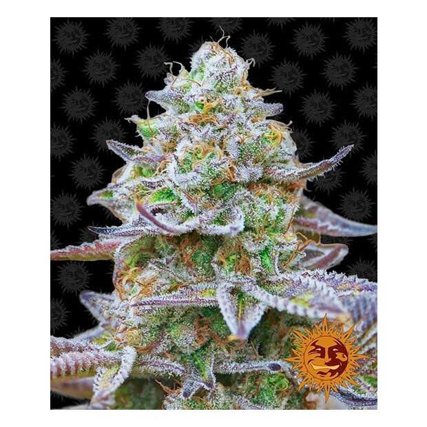 Barneys Farm Gorilla Zkittlez 3 pcs feminised