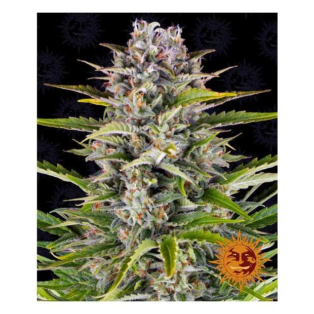 Barneys Farm Gorilla Zkittlez Auto 5 Stk feminisiert