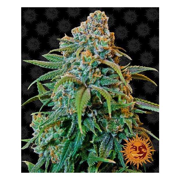 Barneys Farm Liberty Haze 10 Stk feminisiert