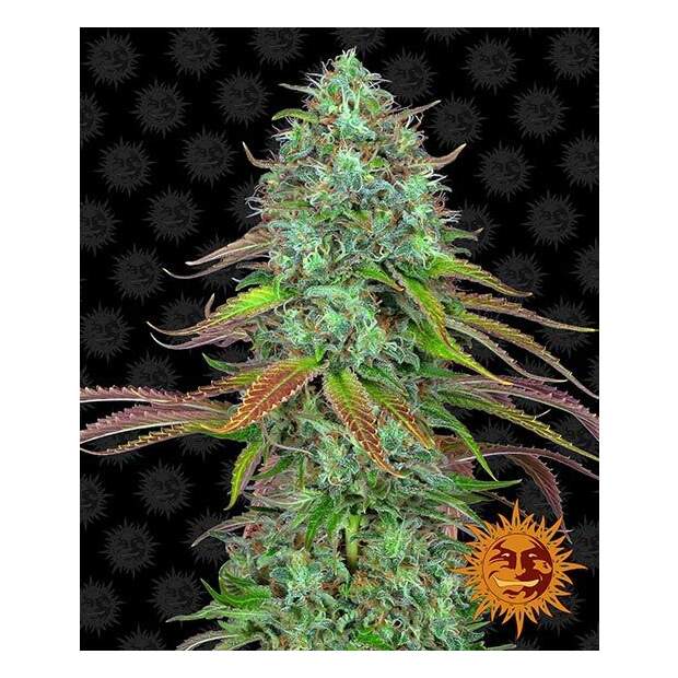 Barneys Farm LSD Auto 3 pcs feminised