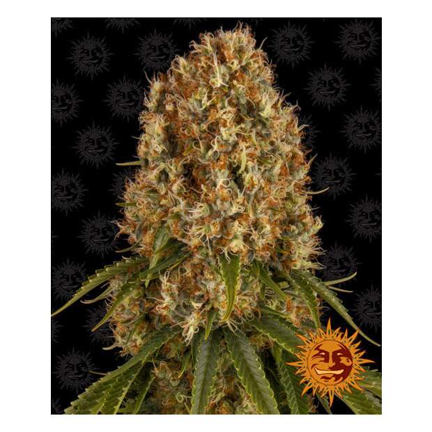 Barneys Farm Orange Sherbert 3 Stk feminisiert