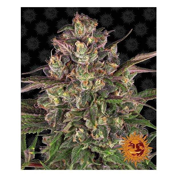 Barneys Farm Peyote Critical 5 pcs feminised