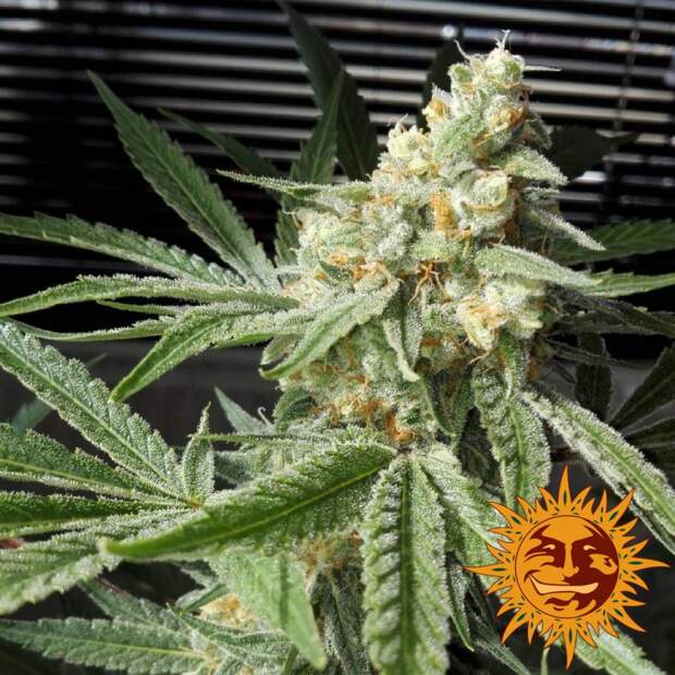 Barneys Farm Pineapple Chunk 3 Stk feminisiert