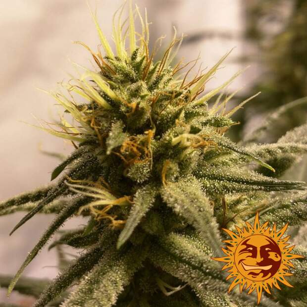 Barneys Farm Pineapple Chunk 3 Stk feminisiert