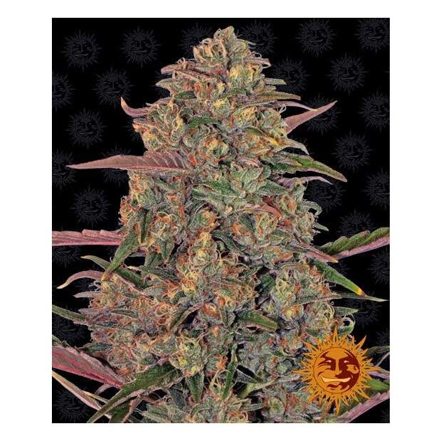 Barneys Farm Pineapple Chunk 3 Stk feminisiert