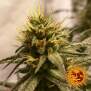 Barneys Farm Pineapple Chunk 3 Stk feminisiert