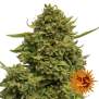 Barneys Farm Pineapple Chunk 3 Stk feminisiert