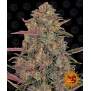 Barneys Farm Pineapple Chunk 3 Stk feminisiert