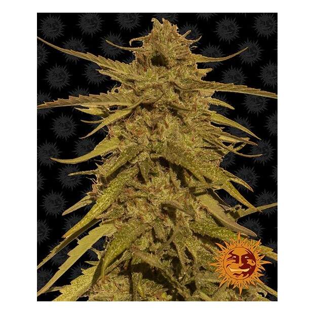 Barneys Farm Pineapple Haze 10 pcs regular