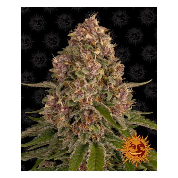 Barneys Farm Pink Kush 5 pcs feminised