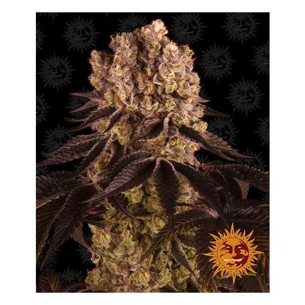 Barneys Farm Purple Punch 10 Stk feminisiert