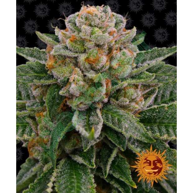 Barneys Farm Skywalker OG Auto 3 pcs feminised