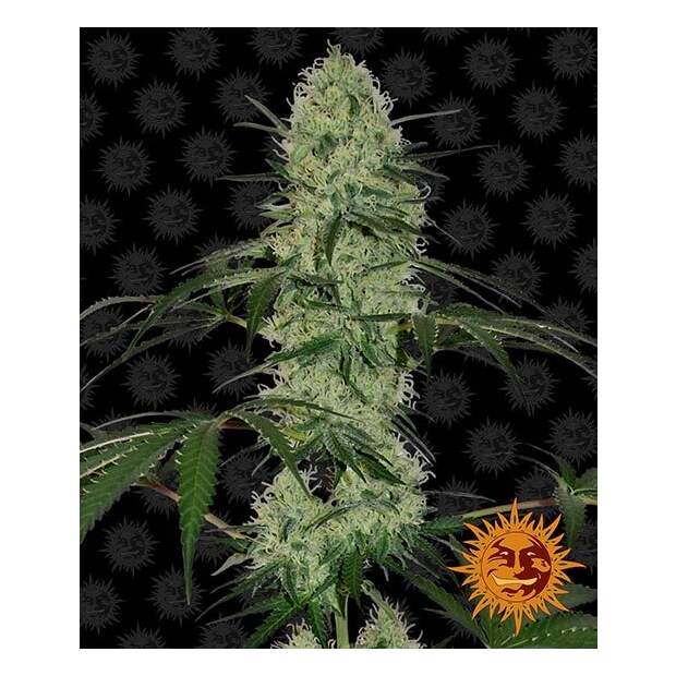 Barneys Farm Tangerine Dream Auto 5 Stk feminisiert