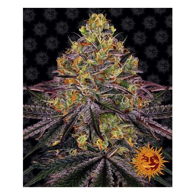 Barneys Farm Watermelon Zkittlez 3 Stk feminisiert