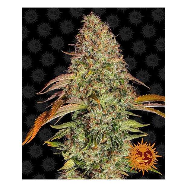 Barneys Farm Zkittlez OG Auto 3 pcs feminised