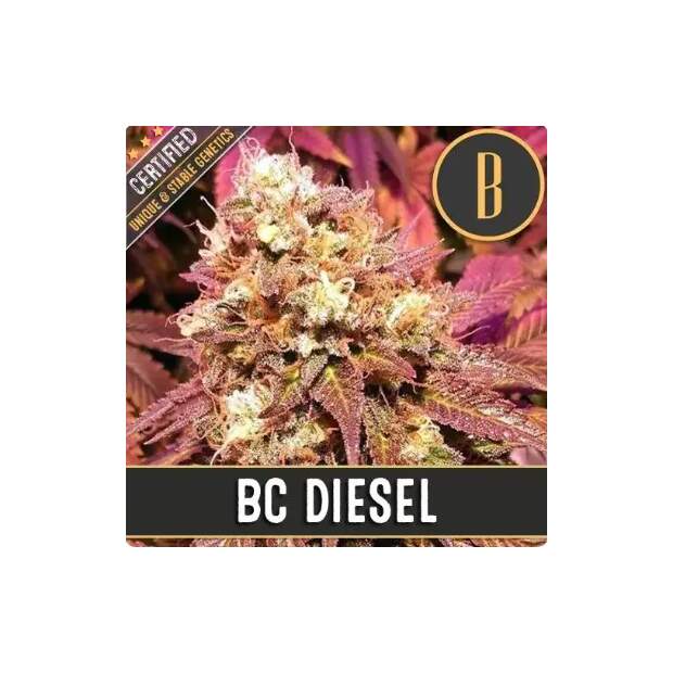 Blimburn Seeds Bc Diesel 3 Stk feminisiert