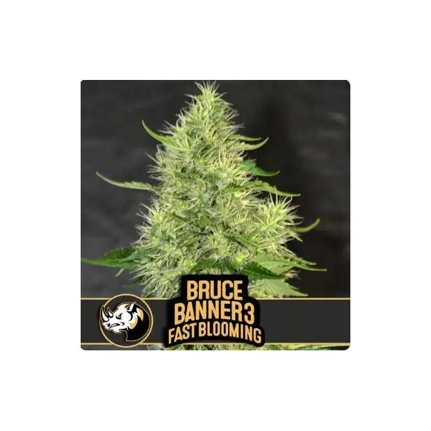 Blimburn Seeds Bruce Banner #3 Fbv 3 pcs feminised