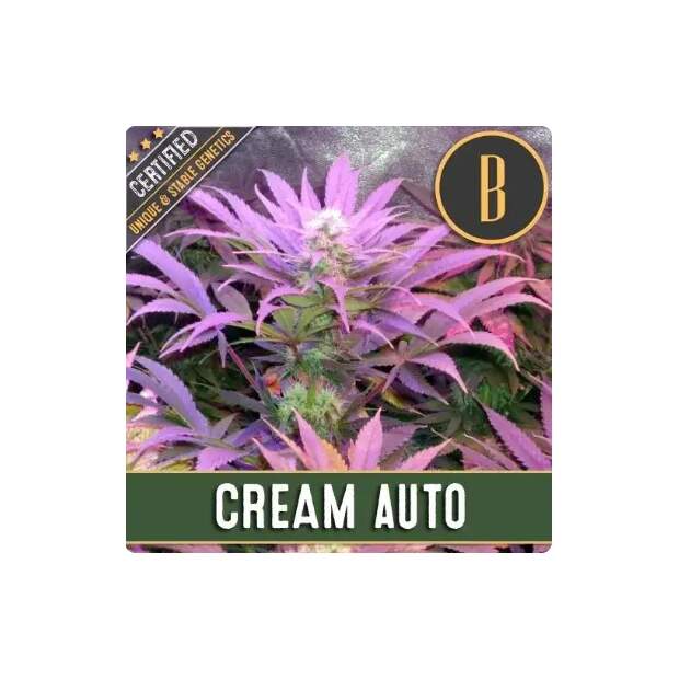 Blimburn Seeds Cream Auto 9 pcs feminised