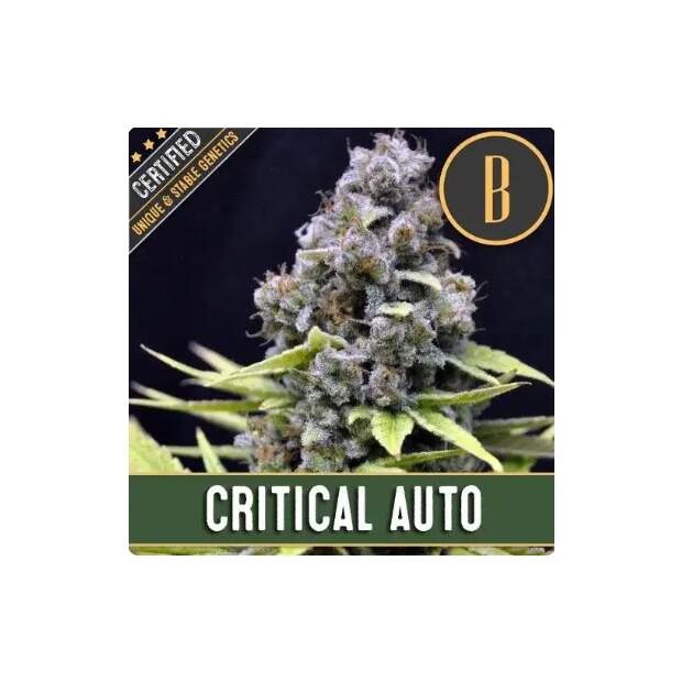 Blimburn Seeds Critical Auto 3 pcs feminised