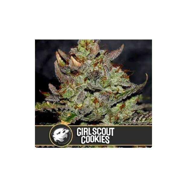 Blimburn Seeds Girl Scout Cookies 6 Stk feminisiert